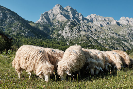 Portrait of herd of sheeps aligned with mountains as background in Albania