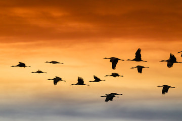 Sandhill Cranes flying at Bosque Del Apache National Wildlife Refuge at sunset
