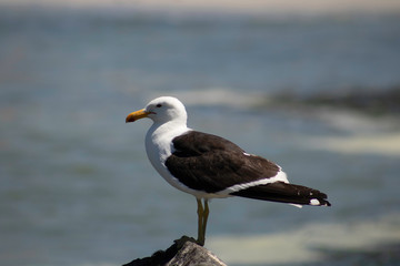 seagull on a rock