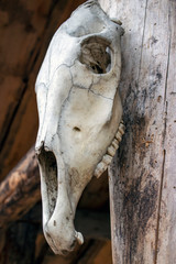 Wild animal skull on a wooden build.