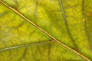 Foliage pattern. Tropical leaf abstract texture. Nature save con