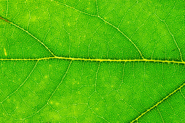 Leaf texture background. Abstract foliage tropical pattern. Natu