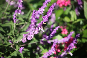 Obraz premium purple flowers