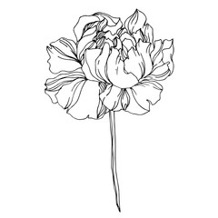 Vector Peony floral botanical flowers. Black and white engraved ink art. Isolated peonies illustration element.