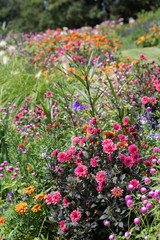秋の里山のコスモス畑
