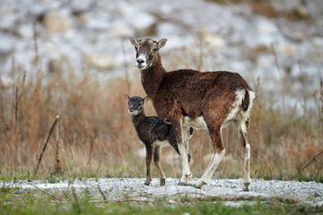 Female mouflon, Ovis musimon, and her cub.