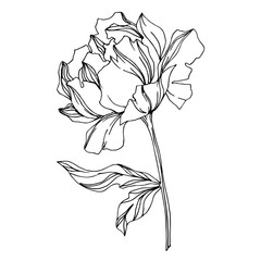 Vector Peony floral botanical flowers. Black and white engraved ink art. Isolated peonies illustration element.