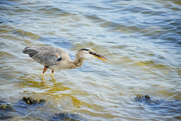 Bird is catching fish in Tampa bay