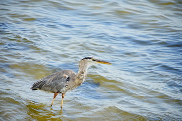 Bird is catching fish in Tampa bay