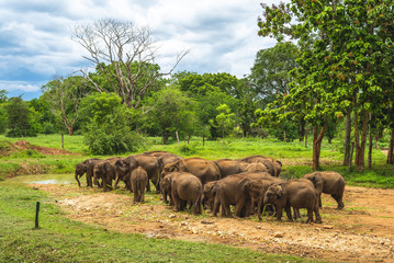Naklejka premium Udawalawe Elephant Transit Home in sri lanka