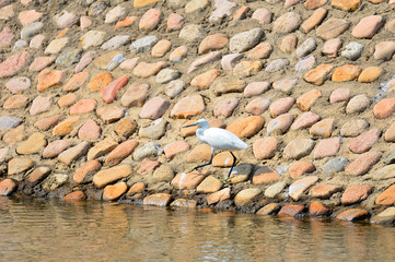 White stork in the natural environment