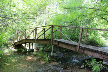 Foot bridge in the lush green forest