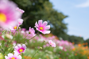 秋の里山のコスモス畑