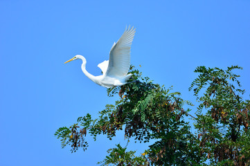 White stork in the natural environment