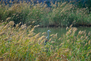 White stork in the natural environment