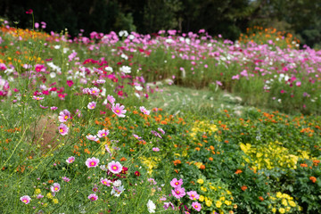 秋の里山のコスモス畑