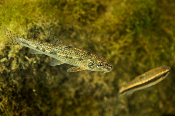 Fototapeta premium Danube barbel from Kolpa/Kupa River