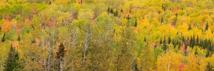 forest in Canada, during the Indian summer, beautiful colors of the trees