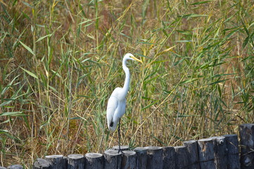 White stork in the natural environment