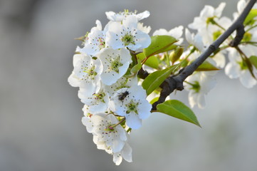 Pear flower in full bloom in spring