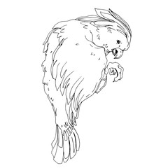 Vector Sky bird cockatoo in a wildlife isolated. Black and white engraved ink art. Isolated parrot illustration element.