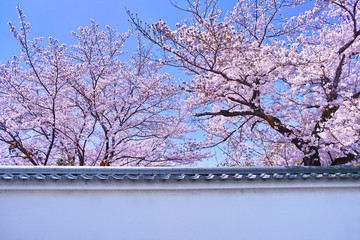 白壁と満開の桜