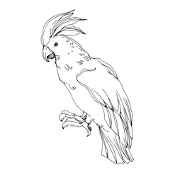Vector Sky bird cockatoo in a wildlife isolated. Black and white engraved ink art. Isolated parrot illustration element. © LIGHTFIELD STUDIOS