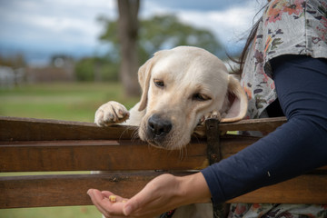 世界の名犬牧場