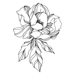 Vector Peony floral botanical flowers. Black and white engraved ink art. Isolated peonies illustration element.