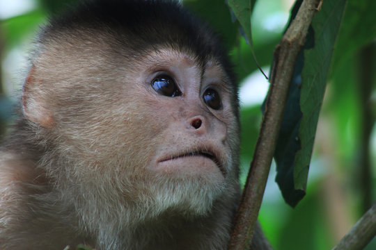 A Close Up Of The Face From A White Fronted Capuchin Moneky, Cebus Albifrons