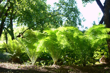 young green leaves of ostrich fern in spring garden or forest