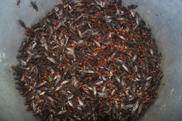 A large pod full of popular leaf cutter ants or hukuys ready to cook and being eaten