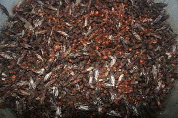 A large pod full of popular leaf cutter ants or hukuys ready to cook and being eaten