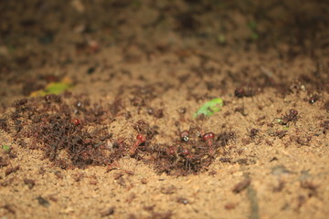 A close up of leaf cutter ants just before they will start flying out