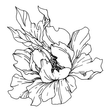 recommend clip art: Vector Peony floral botanical flowers. Black and white engraved ink art. Isolated peonies illustration element.