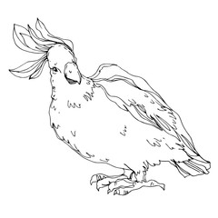 Vector Sky bird cockatoo in a wildlife isolated. Black and white engraved ink art. Isolated parrot illustration element. © LIGHTFIELD STUDIOS