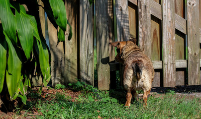 Dog looking through Fence