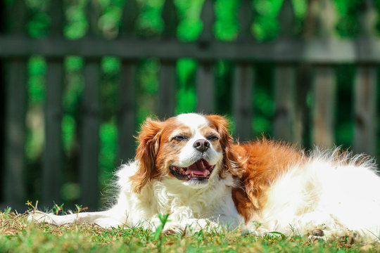 portrait of a dog / cavalier king charles spaniel 