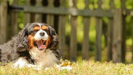 Cavalier King Charles Spaniel dog on Grass yawning 