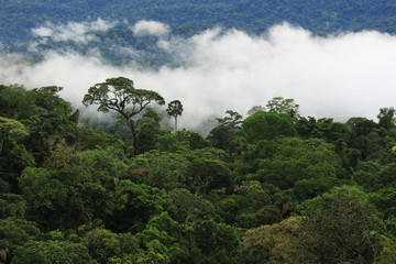 Obraz na płótnie Canvas The amazon rainforest with clouds covering the major part of the forest