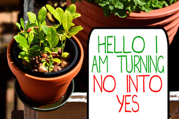 Writing note showing Hello I Am Turning No Into Yes. Business concept for Persuasive Changing negative into positive Plentiful plants on a small pot placed side by side with a large one