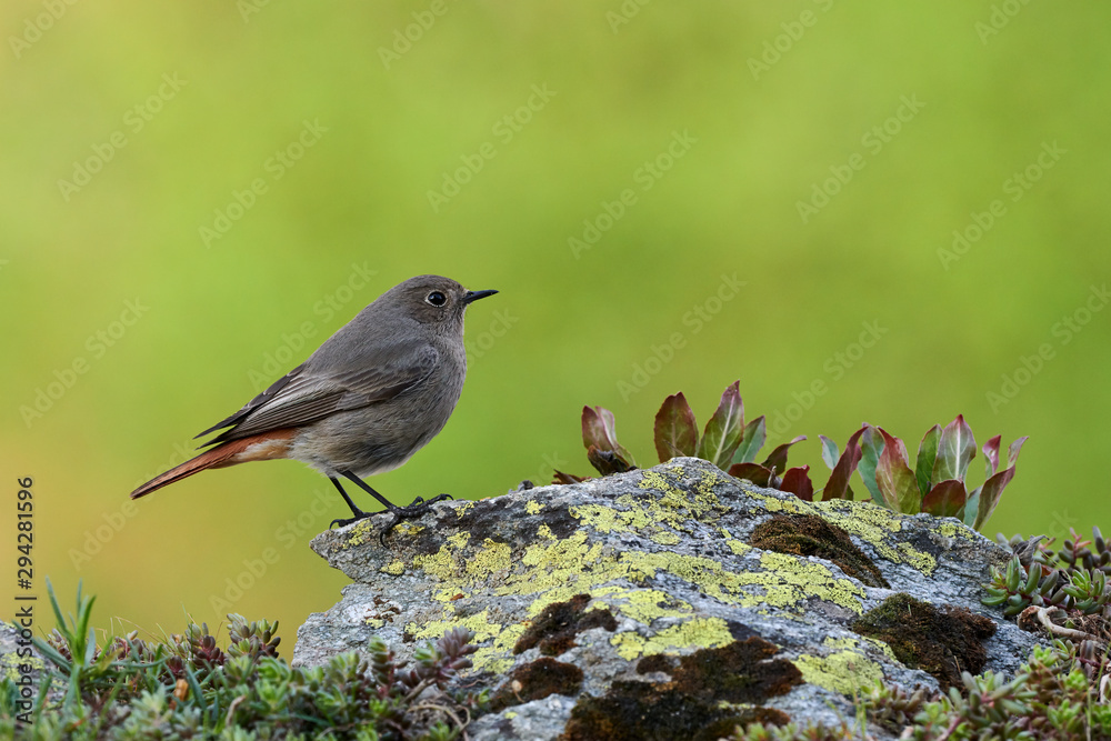 Sticker Small bird on a rockFemale Black redstart (Phoenicurus ochruros) on a rock.