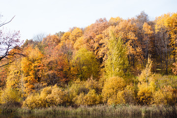 Fototapeta premium Beautiful sunny autumn landscape with fallen dry red and yellow leaves