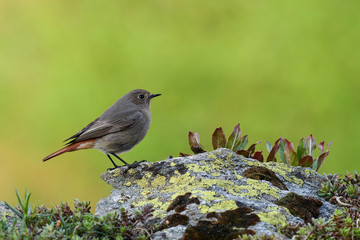 Small bird on a rockFemale Black redstart (Phoenicurus ochruros) on a rock.