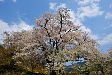 満開のエドヒガンザクラ