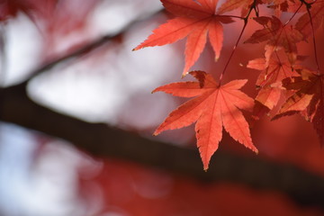 Red maple 