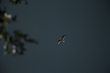 seagull is flying over the head .