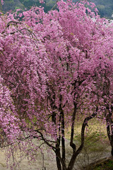 Obraz na płótnie Canvas 満開の紅枝垂れ桜、春を告げるベニシダレザクラ