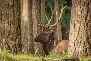 Roosevelt elk (Cervus elaphus roosevelti) napping in the forest