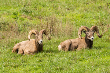 bighorn sheep napping in a field